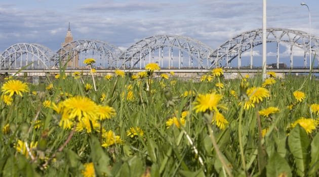 Dandelion field and railway bridge