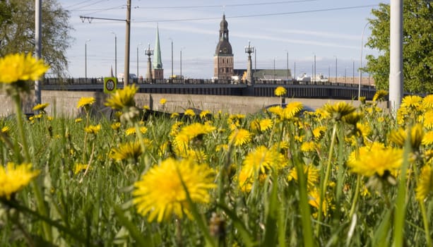 Dandelion field and Riga old town towers