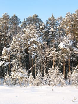 Wonderful wild taiga in west Siberia. Frost in sunny day. White silence. Little green spruce in forest.
