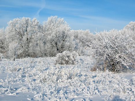 Winter forest in sunny day.