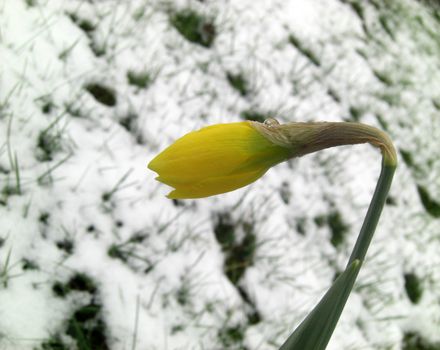 waterdrop on the sad-faced daffodil bud in a frosty spring, imagery for climatic disaster