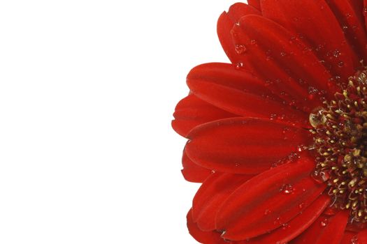 Closeup of a red gerber blossom - isolated on white background