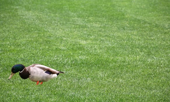 Green grass background with one mallard duck