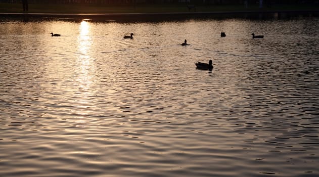 Lake at sunset with ducks