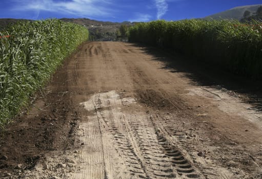 Farm road well traveled by tractors