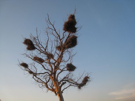 shooted in north Cameroon