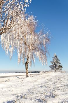 Winter field on a sunny frosty day with blue sky
