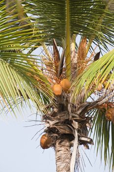 Image of a palm tree in the Caribbean.