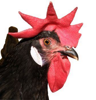 Red Combed Rooster isolated with clipping path. 
