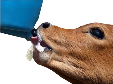 Close up of an Ayrshire Calf feeding isolated with clipping path
