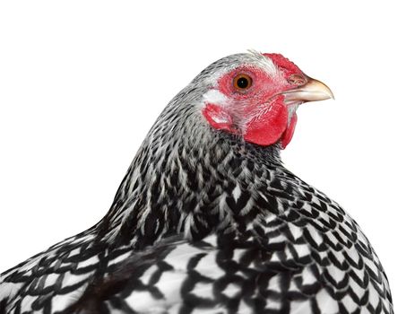 Plymouth Rock Hen isolated with clipping path