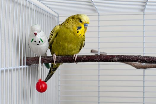 A green domestic budgie sitting with his toy friend.