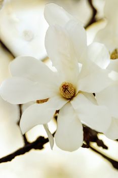 Close up of a Magnolia blossom with shallow dof.