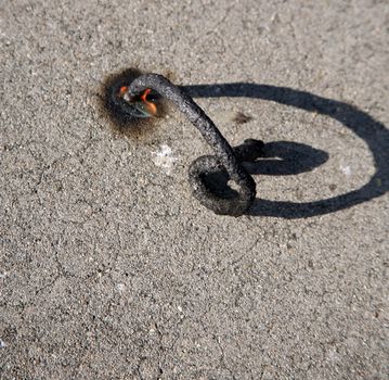 Snake bought at a fireworks stand shot from above