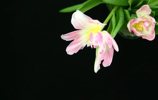 beautiful pink and white tulips against a black background