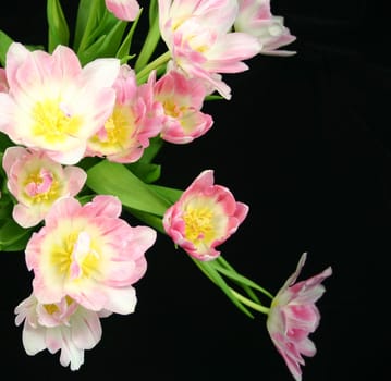 beautiful pink and white tulips against a black background