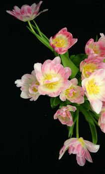 beautiful pink and white tulips against a black background