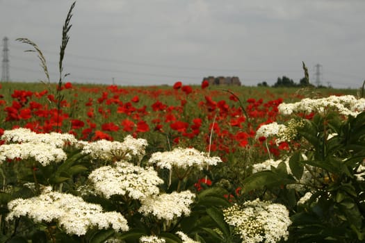 poppy field with white wild flowers in the foreground