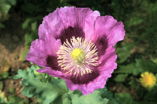 large single poppy growing in a flower bed