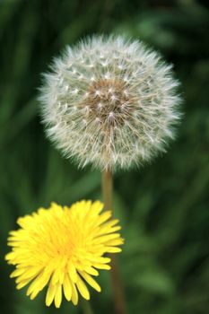 dandelion flower and seedhead growing together in the grass