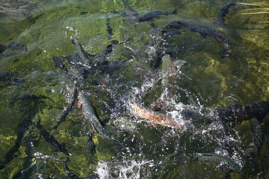 School of rainbow trout having a feeding frenzy at a fish hatchery