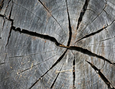 End of a log cut up for firewood