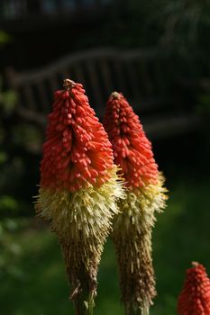 commonly known as the red hot poker plant