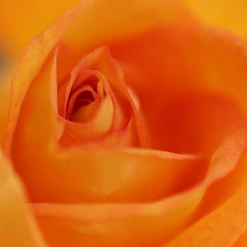 Beautiful romantic orange rose blooming macro shot.