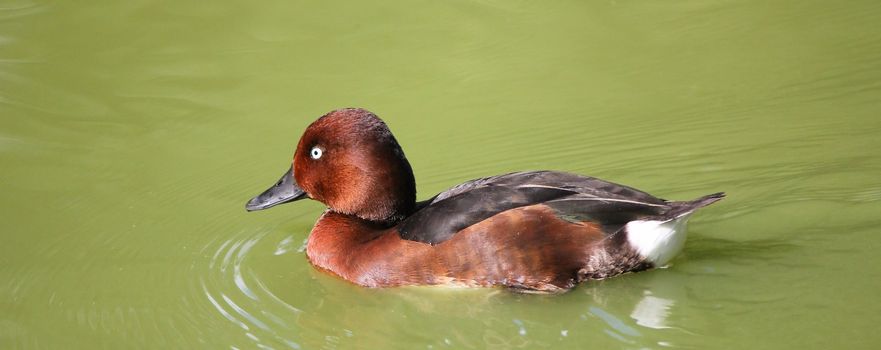 duck brown and white