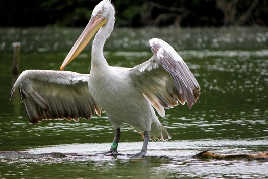 pelican and water