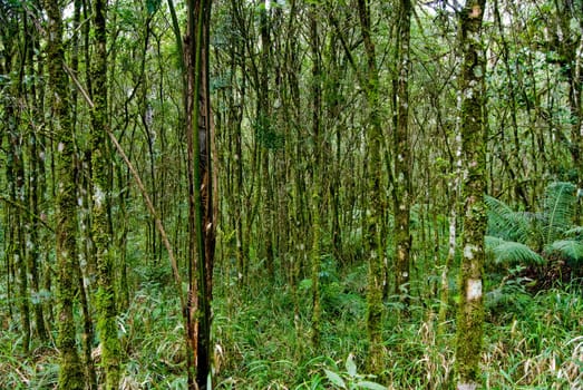 Internal view of the Atlantic forest vegetation on southern Brazil.