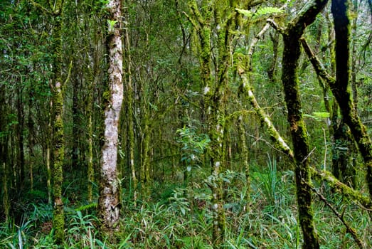 Internal view of the Atlantic forest vegetation on southern Brazil.