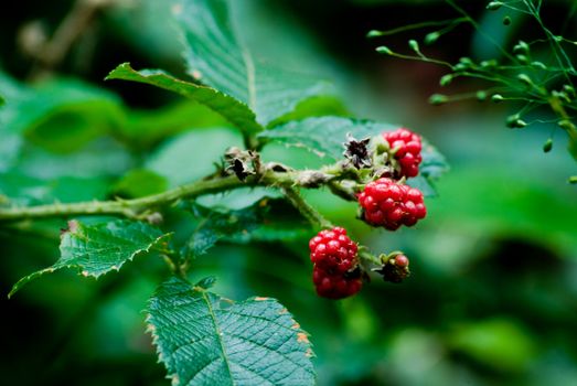 Red blackberry with leaves and thorns. Rubus rosifolius - Rosaceae.