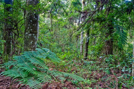 Internal view of the Atlantic forest vegetation on southern Brazil.
