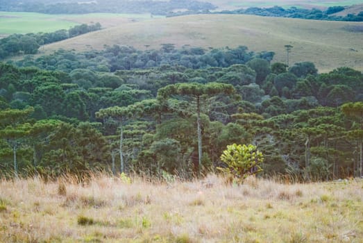 Araucaria forest is a associated ecosystem to Atlantic rainforest, endangered by deforestation. Currently remains less than 1% of this ecosystem.