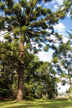 Parana pine tree, Araucaria angustifolia - Araucariaceae. Araucaria is a endangered specie by deforestation.