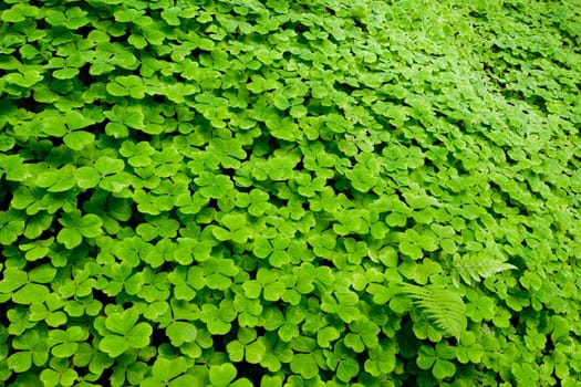 A clover of field, Oxalis sp., Oxalidaceae.