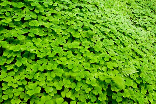 A clover of field, Oxalis sp., Oxalidaceae.