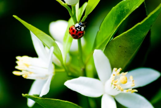 Red ladybug with white lemon flowers and leaves, southern Brazil.