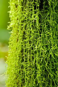 Green moss on tree in the atlantic rainforest of southern Brazil.