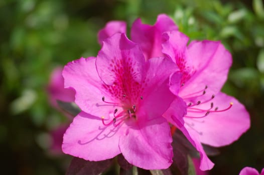 Azalea Flower