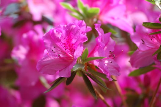 Azalea Flower