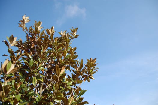 Magnolia tree with blue sky background.