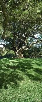 big old tree in sydney botanic gardens