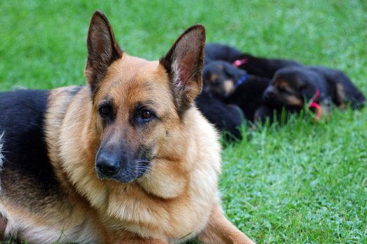 German Shepherd with puppies