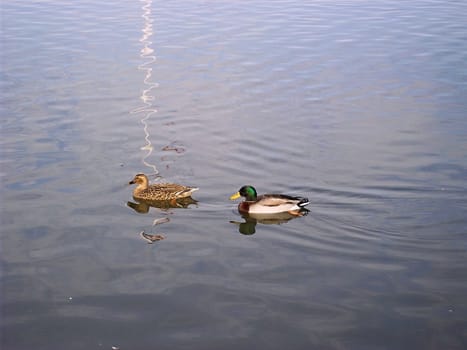 Two Lone Ducks Out For A Swim 