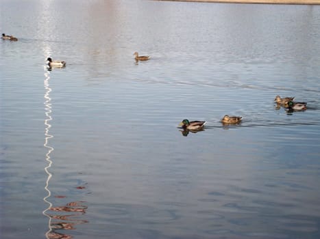 Ducks On The Water In Search Of Food 