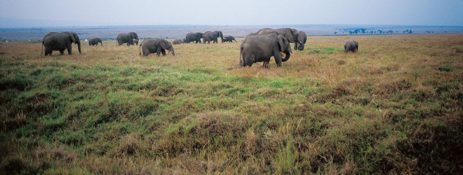 Elephant Family, Masai Mara, Kenya, Africa