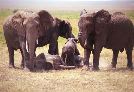 Elephant Family, Masai Mara, Kenya, Africa