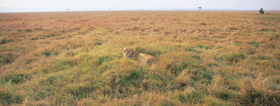 lioness in the savanna